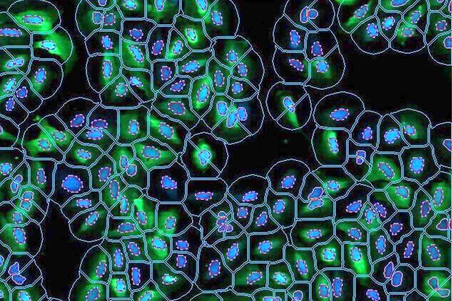 A close up of the green and blue cells in the cell.